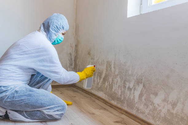 Licensed Attic Mold Removal service in Sharon, MA - WQB Mold Removal