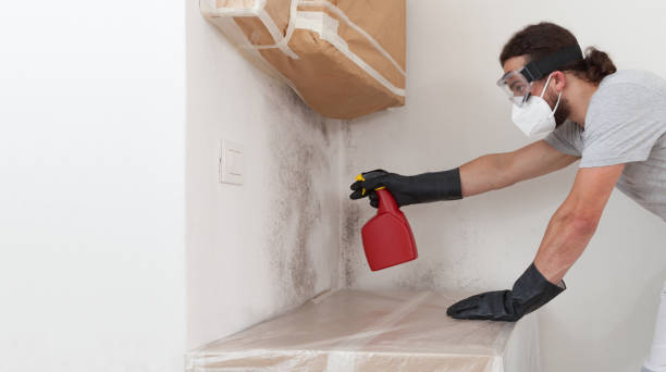 Professional Attic Mold Removal technician working in Sharon, MA