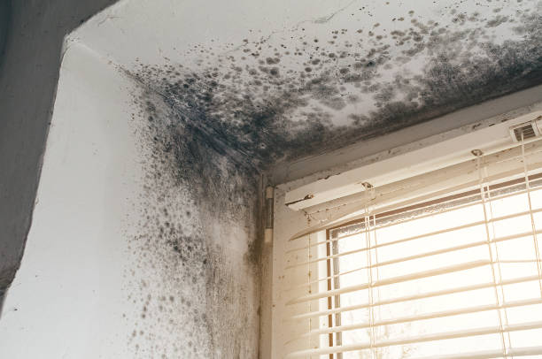 Affordable Attic Mold Removal solutions in Sharon, MA
